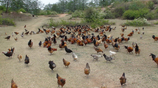 富民县宏志生态土鸡养殖场